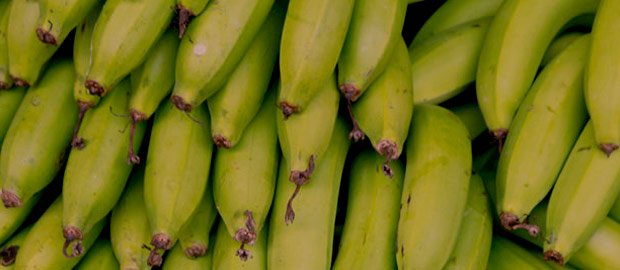 Biomassa de banana verde